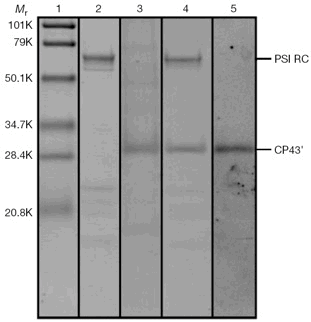 NatisiAfig1