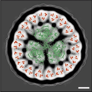 NatisiAfig4